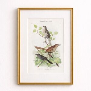 🖤5/$25 Antique Ornithological Bird Print Original catbird mocking birds